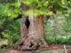 Reinhardswald Urwald Sababurg